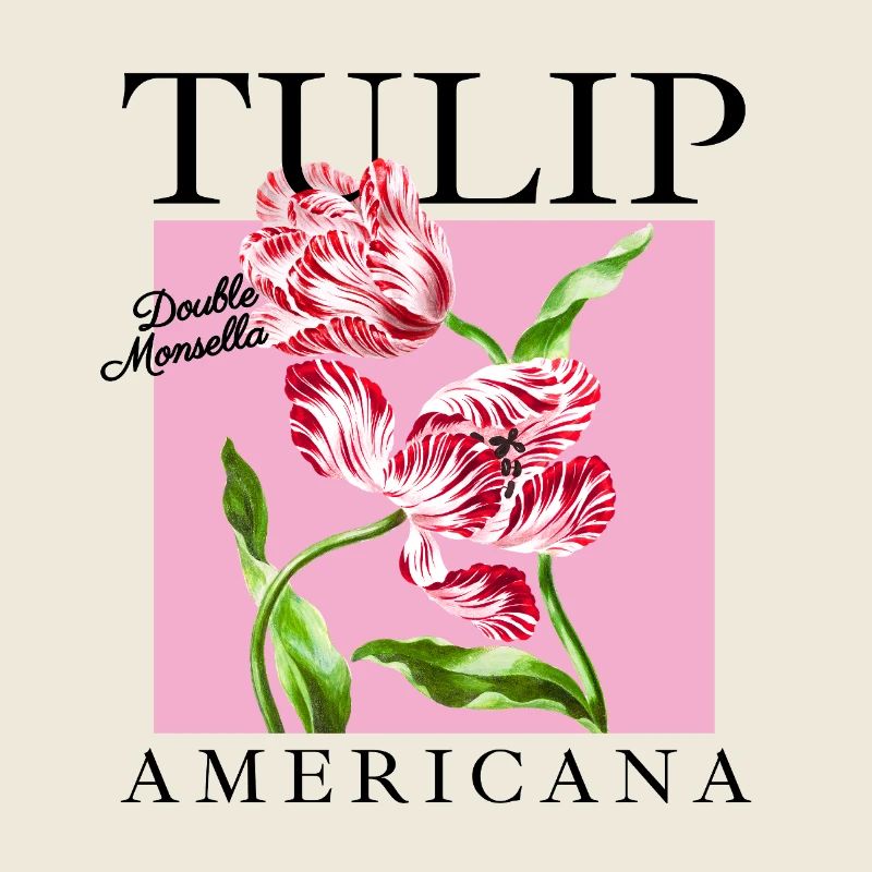 Barock-Tulpen Duo auf Rosa