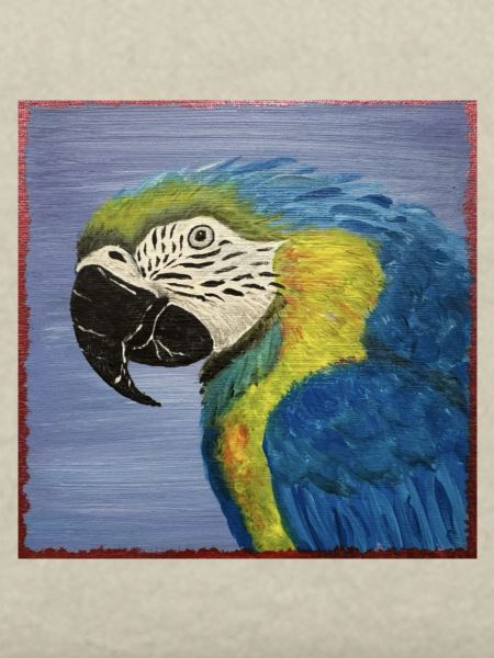 Macaw Parrot