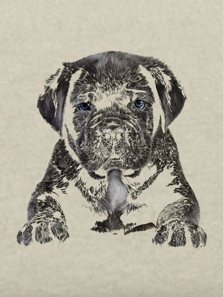 Puppy