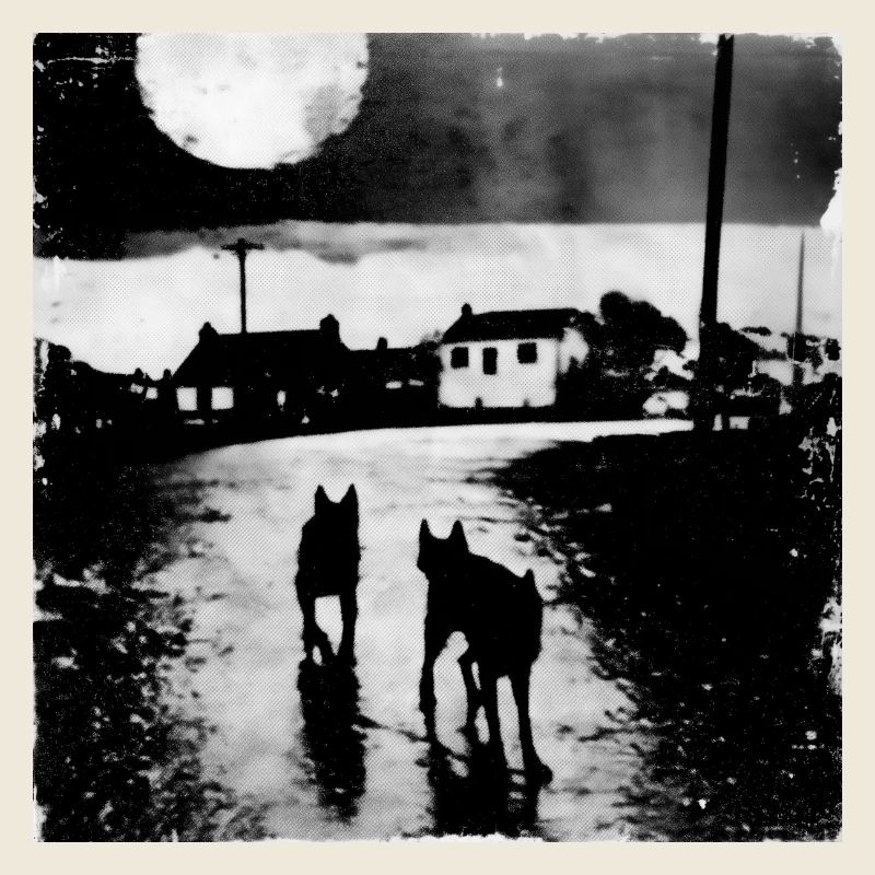 Nuit au clair de lune avec deux chiens