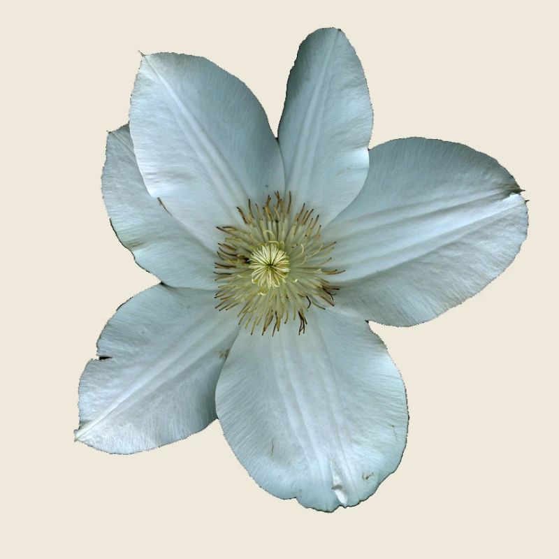 Weiße Clematis-Blüte