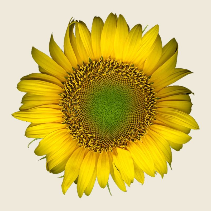 Goldene Sonnenblume im Vordergrund