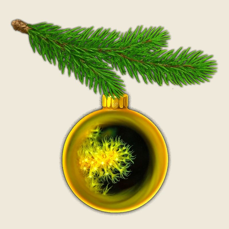 Weihnachtskugel mit Krustenanemonen am Tannenzweig