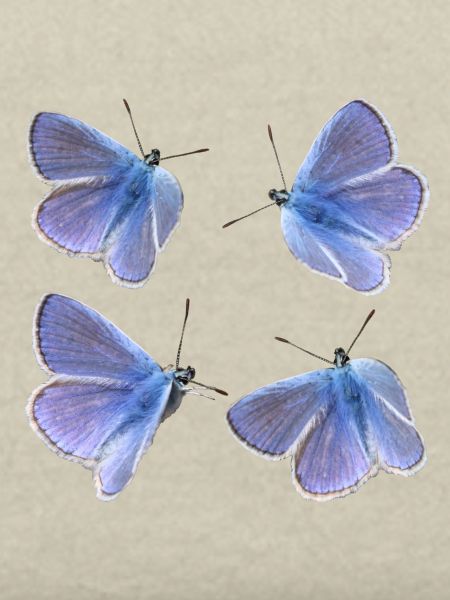 four blues