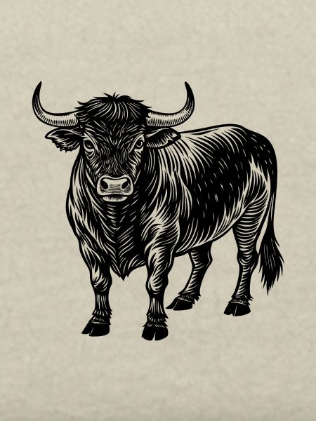 Angus-Bulle
