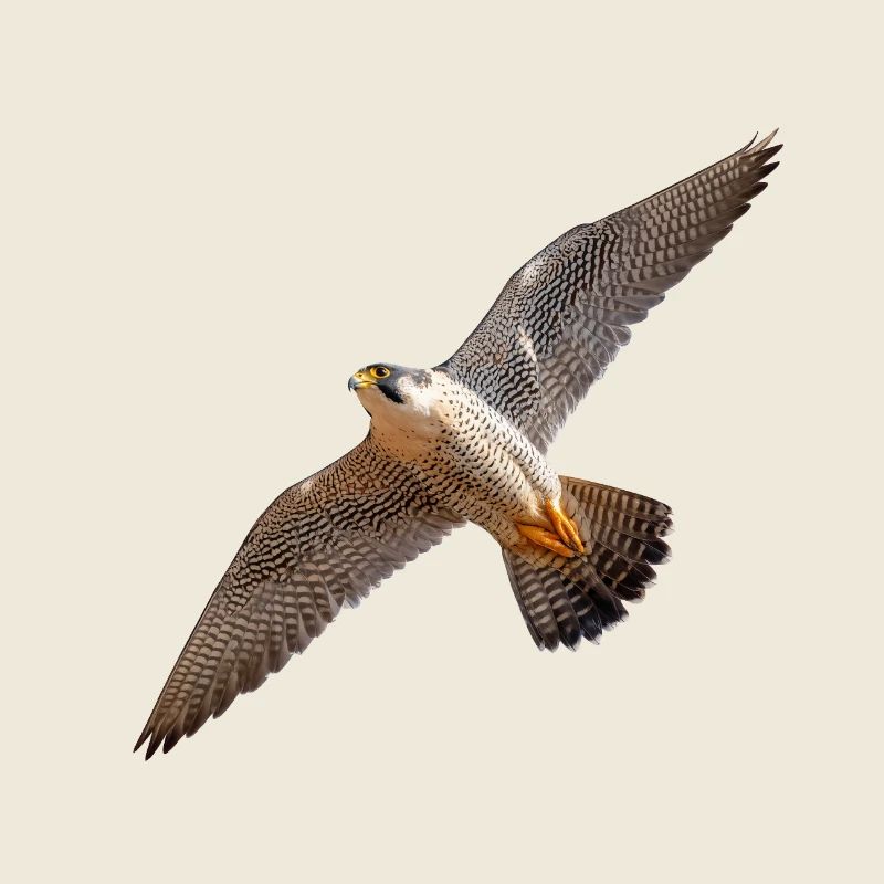 Peregrine falcon in gliding flight – power & precision