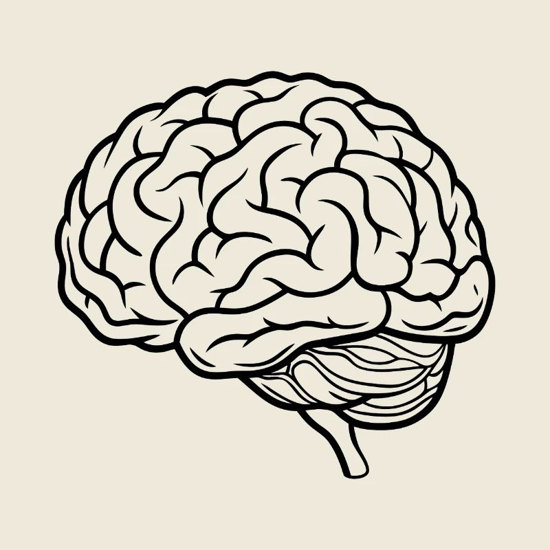 Brain