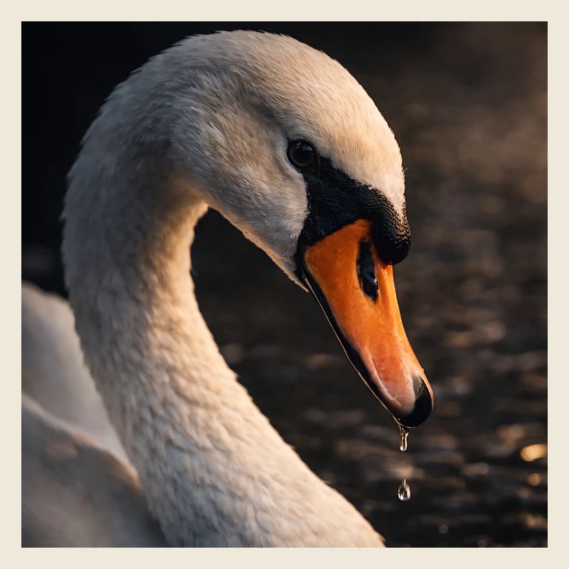 La beauté du cygne au crépuscule