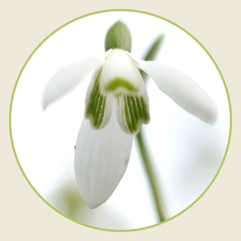 Source de la Fleur de Perce-Neige