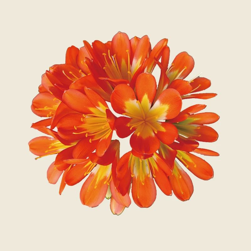 Leuchtend orangefarbene Clivia-Botanische Blumenblüte