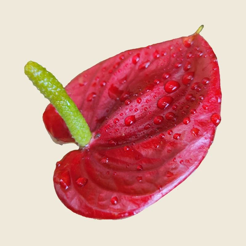 Vibrant_Red_Anthurium_Flower