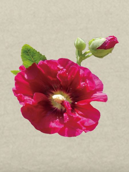 Vibrant_Crimson_Hollyhock_Flower