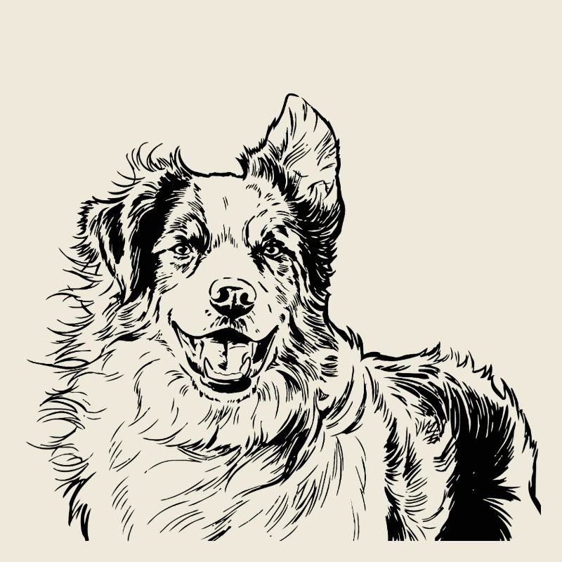 Australian Shepherd