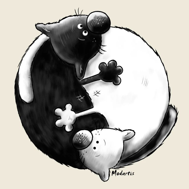 Black and White - Yin Yang - Katzen