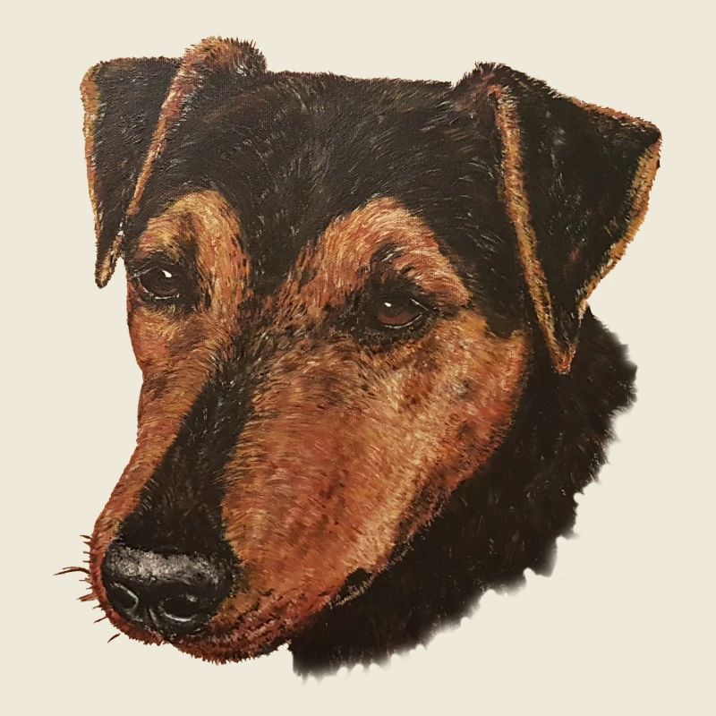 Jagdterrier Portrait