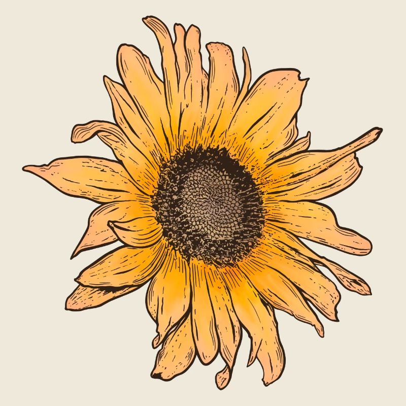 Sunflower Sun Summer