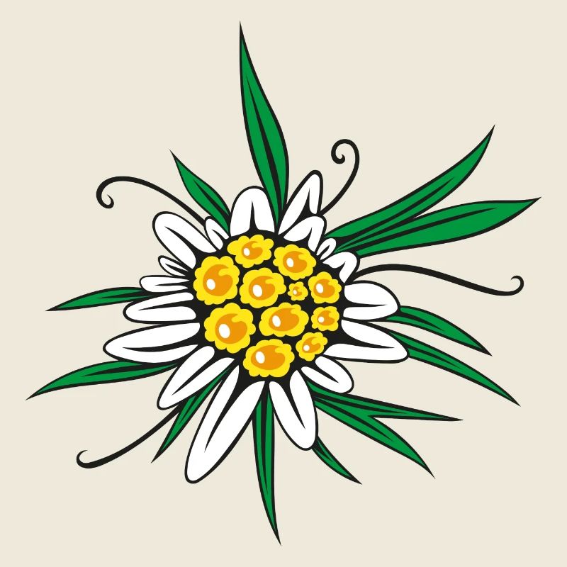 Edelweiss Flower Flower