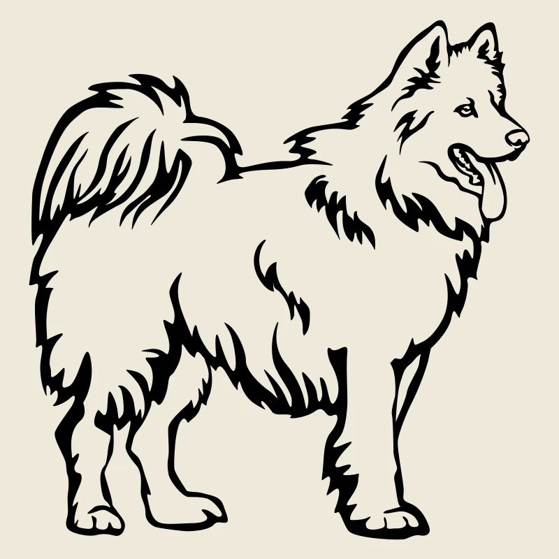 Samoyède