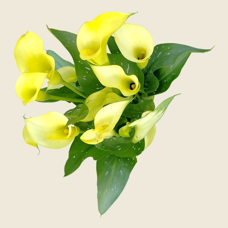 Delicate yellow calla flowers