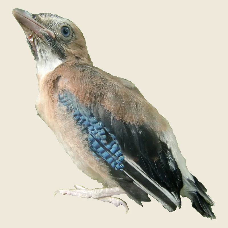 Geai jeune oiseau