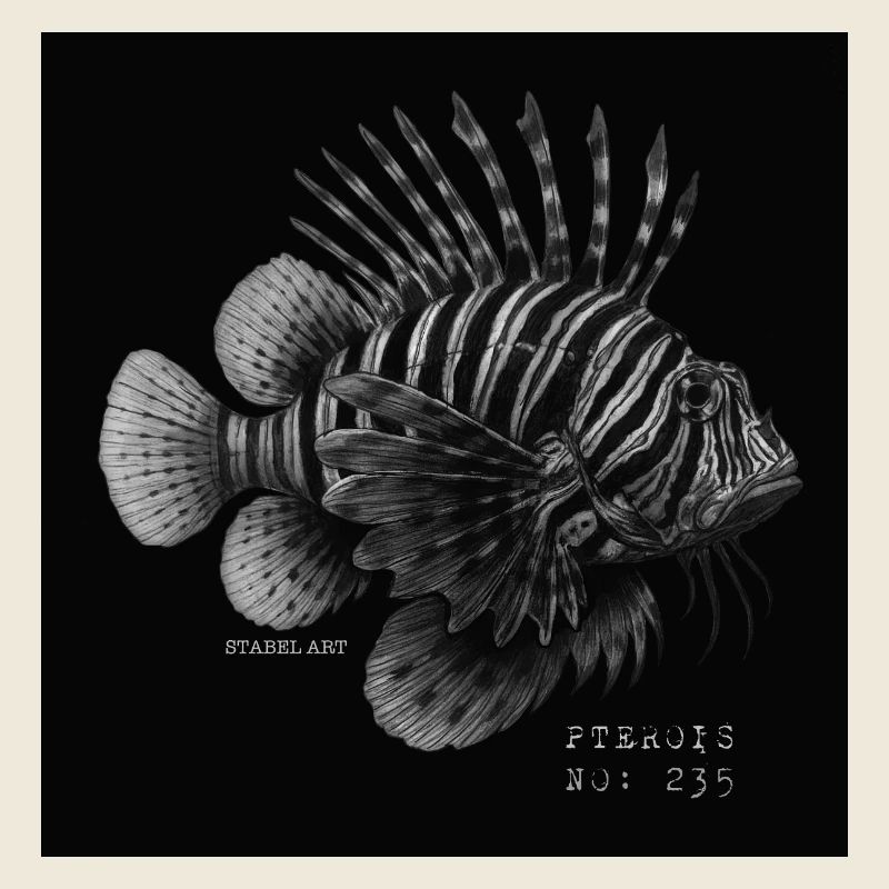 Poisson-lion - Pterois