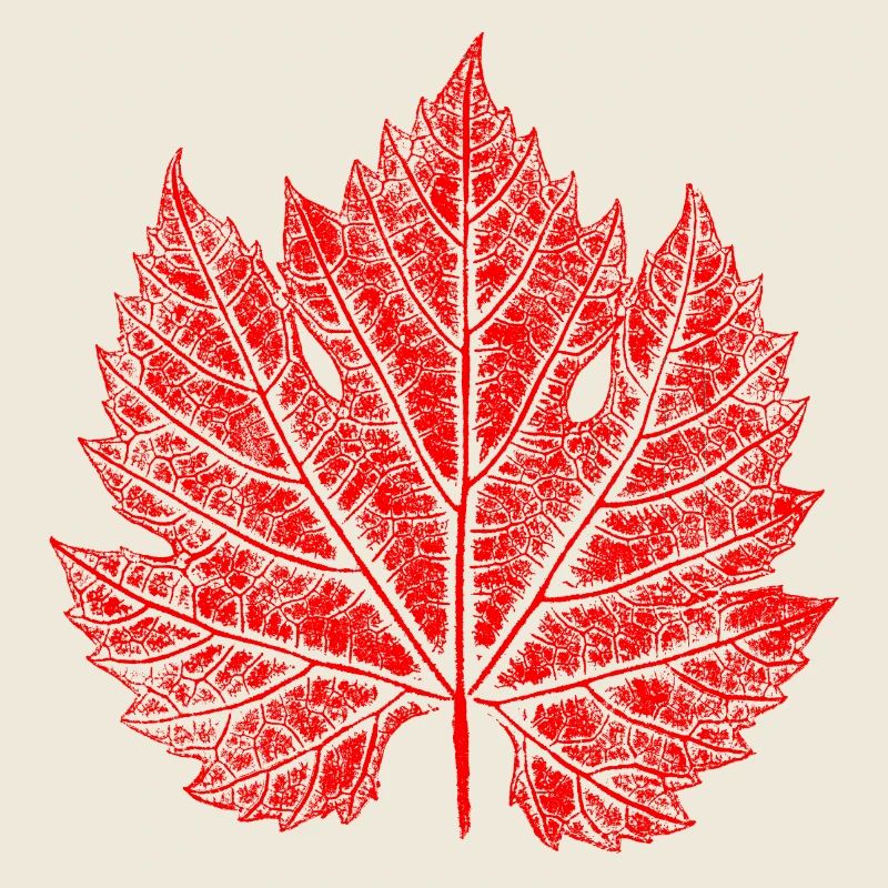 Grape Leaf / Red / Wine Leaf