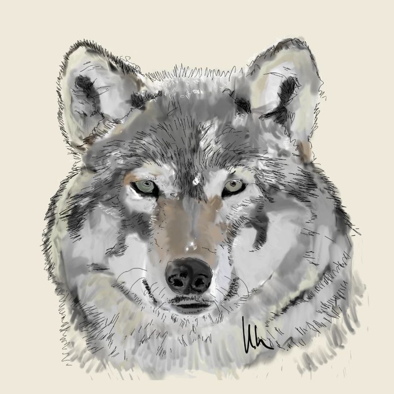 Wolf