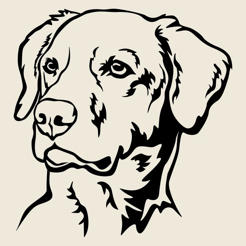 Labrador Kopf