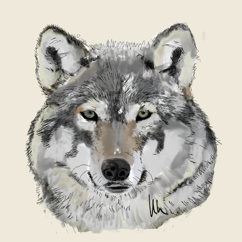 Loup