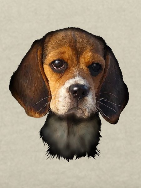 Beagle