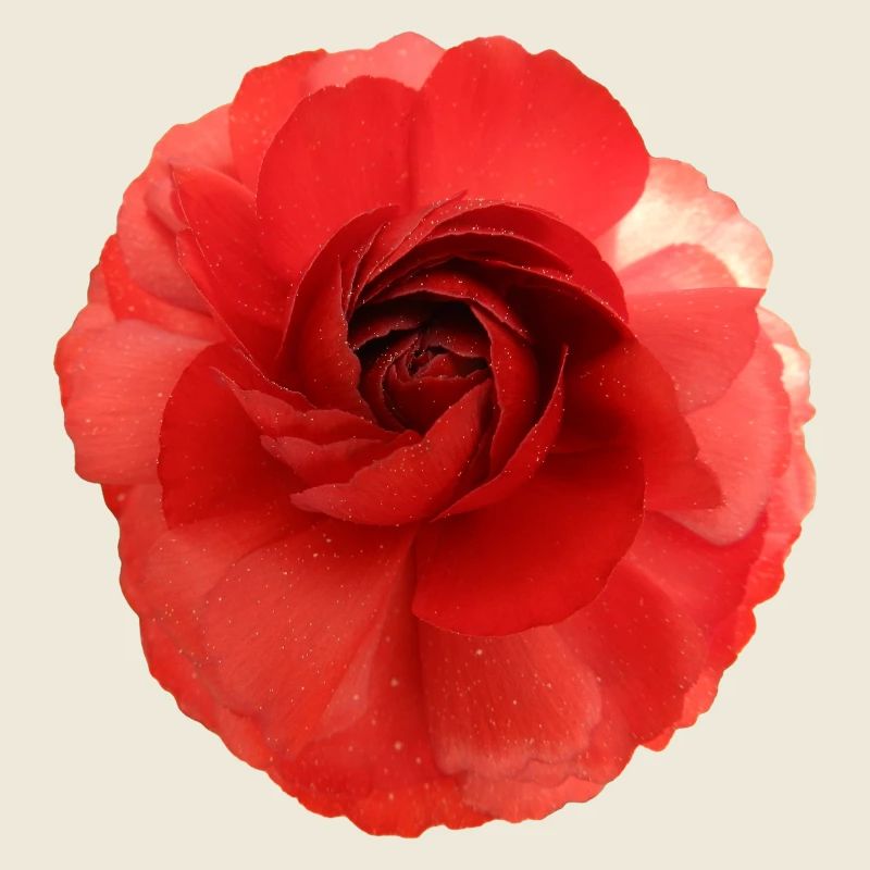 Motif fleur de rose rouge grand