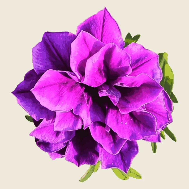 Lila Petunienblüte