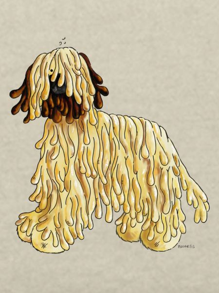 Briard - Berger de Brie - Hund