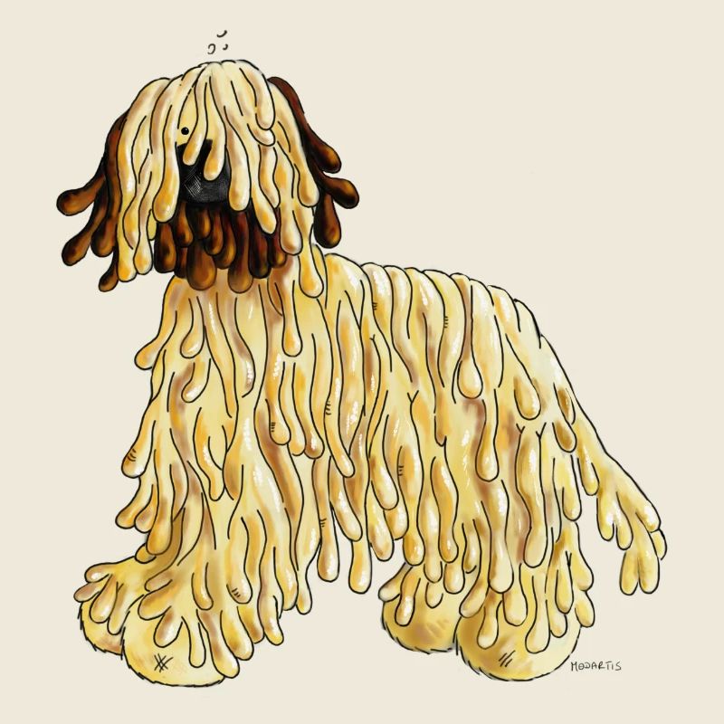 Berger de Bri - Briard - Chien