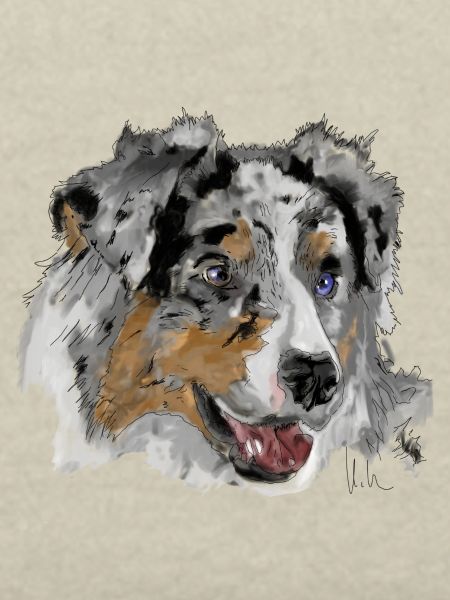 Australian Shepherd