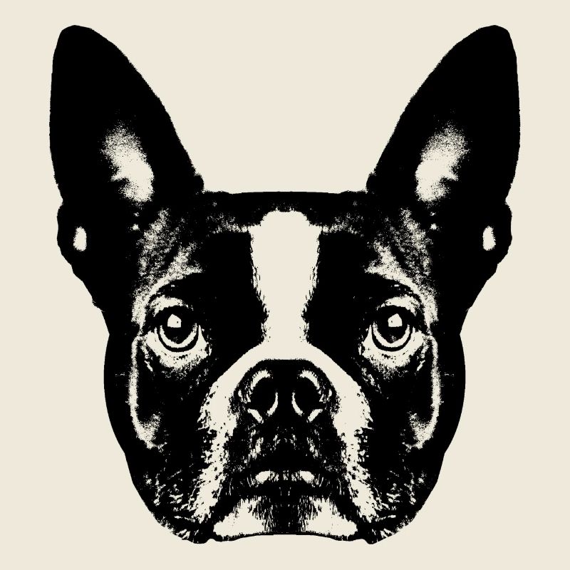 Boston Terrier / Portrait / Visage