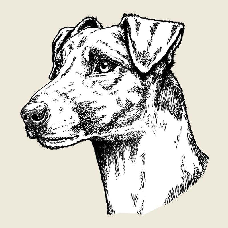 Foxterrier Glatthaar Portrait