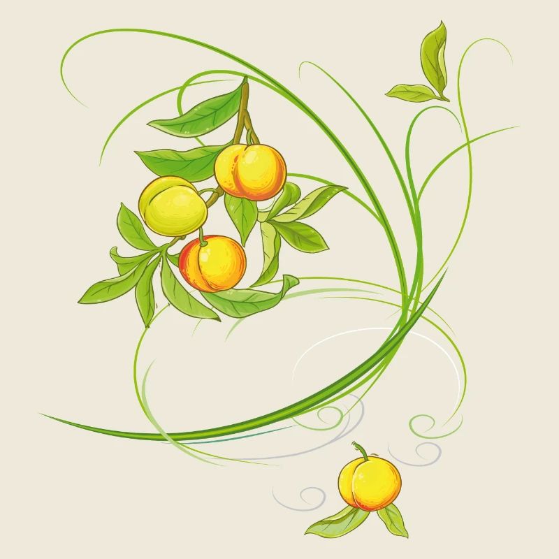 Peaches, fruit