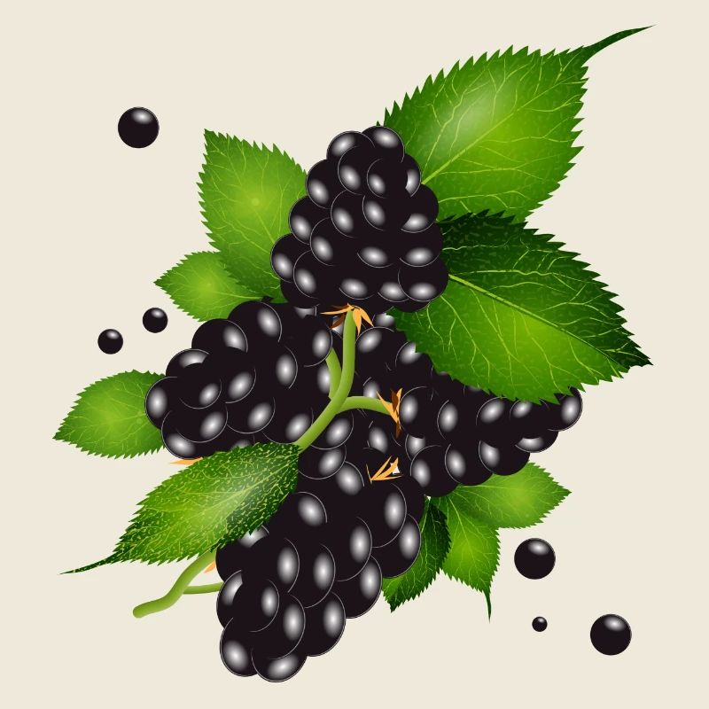 wunderschöne dunkelviolette Brombeeren mit Blätter