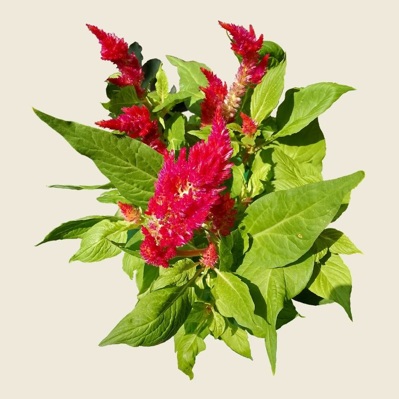 RED CELOSIA