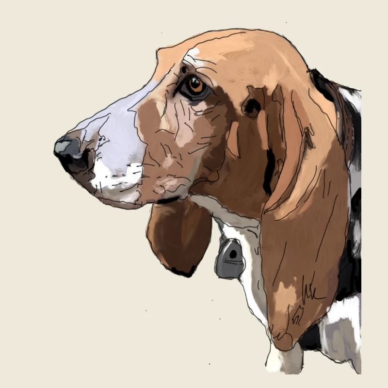 Basset