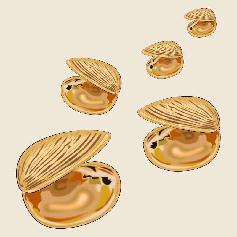 Coquillages décoratifs