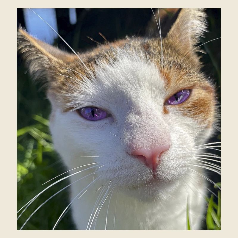 Portrait de chat aux yeux violets