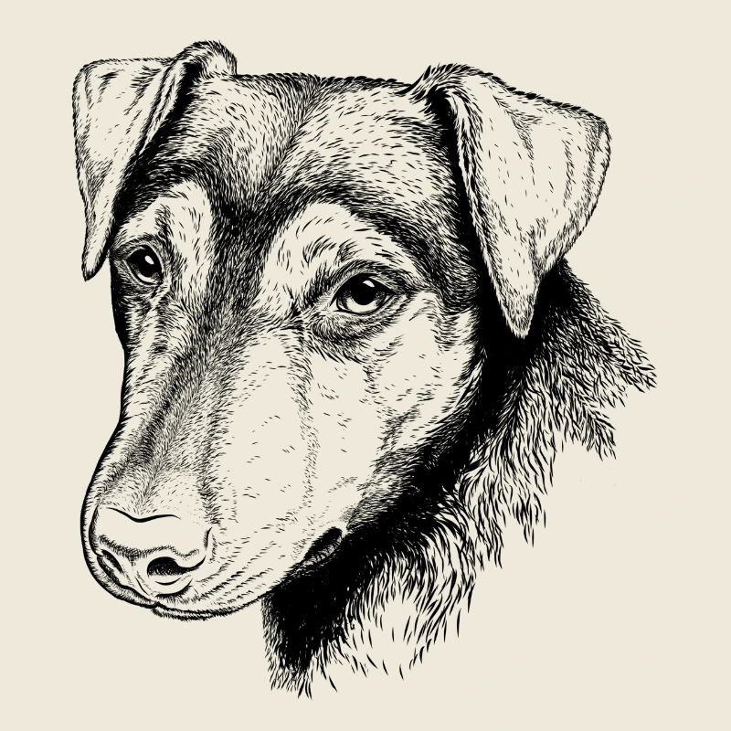 Terrier Portrait