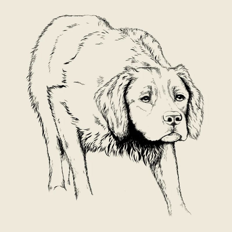 Bretonischer Vorstehhund