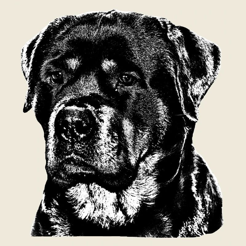 Rottweiler chien chien chien de garde chien de combat chiens