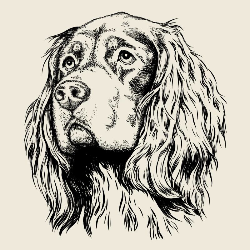 Gordon Setter Portrait