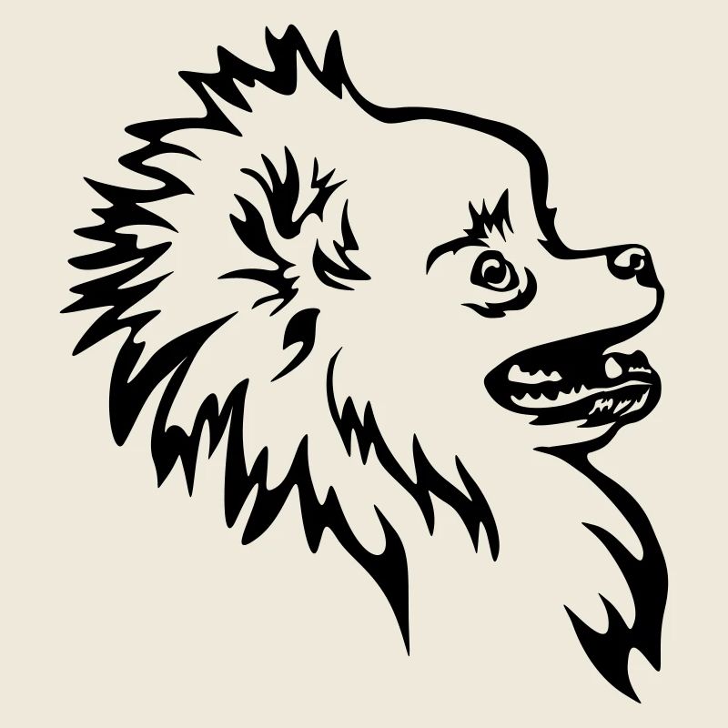 Zwergspitz head