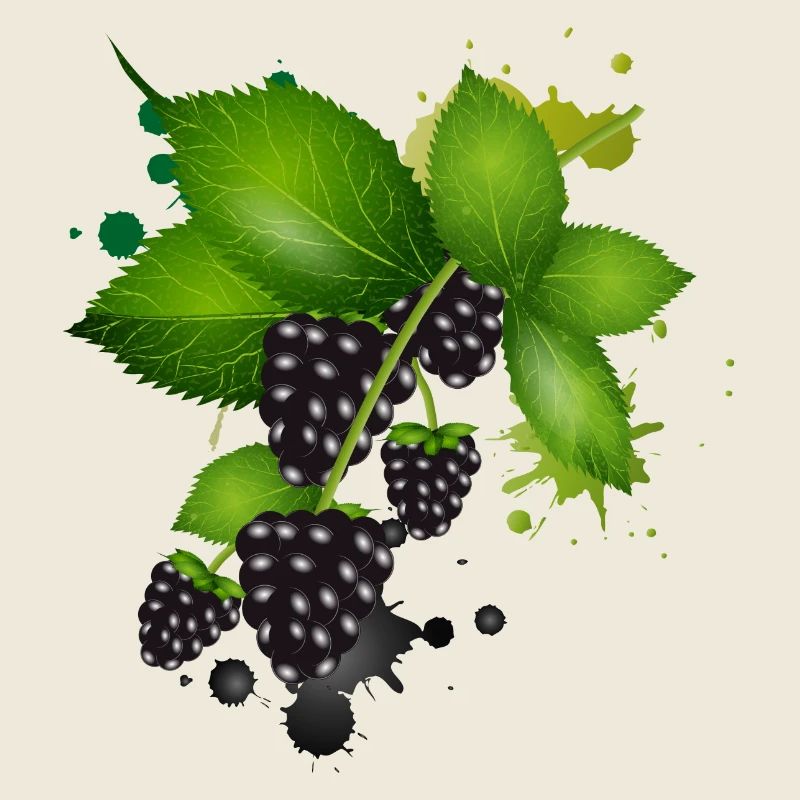 dunkelviolette Brombeeren mit Blätter als Graffiti