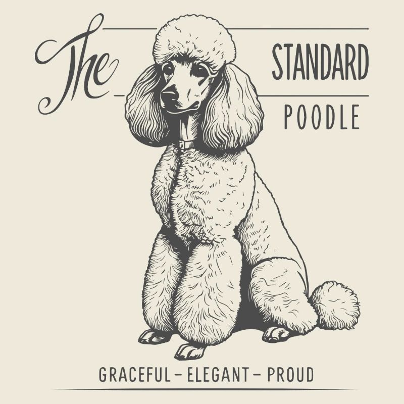 Standardpudel Eleganz und Stolz